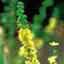 Agrimony