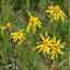 Arnica Montana