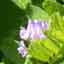 Astragalus