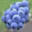Bilberry