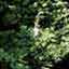 Black Cohosh