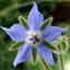 Borage