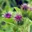 Burdock