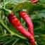 Capsicum