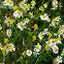 Chamomile