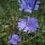 Chicory Root