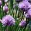 Chive