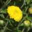 Chrysanthemum