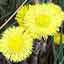 Coltsfoot