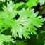 Coriander - Cilantro