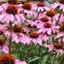 Echinacea Angustifolia (Echinacea Purpurea)
