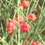 Ephedra