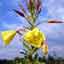 Evening Primrose