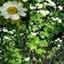 Feverfew