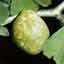Ginkgo Biloba