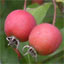 Hawthorn