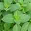 Holy Basil (Tulsi)