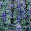 Hyssop