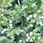 Juniper