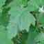 Lambs Quarters (Beth Root)