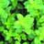Lemon Balm