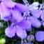 Lobelia