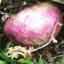 Maca Root