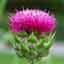 Milk Thistle