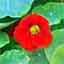 Nasturtium