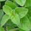 Oregano