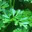 Parsley