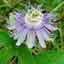 Passionflower