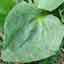 Plantain
