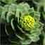 Rhodiola Rosea