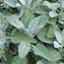 Sage
