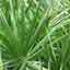 Saw Palmetto