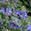 Skullcap