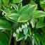 Solomon's Seal