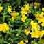 St. John's Wort