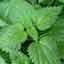 Stinging Nettle