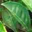 Suma Root