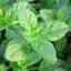 Thyme