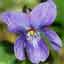 Violet (Sweet Violet)