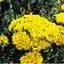 Yarrow